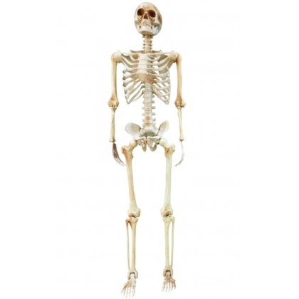 Skeletion life-size hanging decoration
