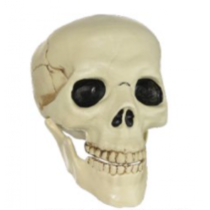 Jointed Mouth Plastic Skull