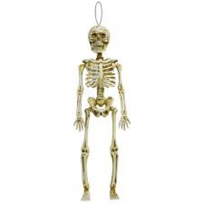 Hanging Plain Skeleton