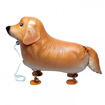Mini Golden Retriever Walker